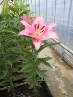 [1896 Malecot VH No02.JPG]